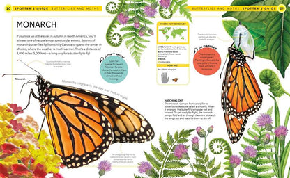 Bugs: A Spotter's Guide