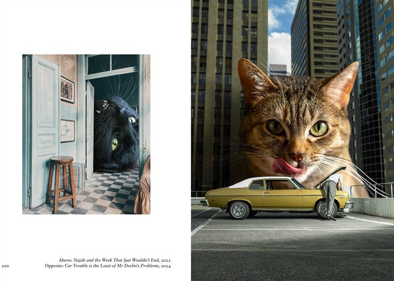 New Photography of the Cat.