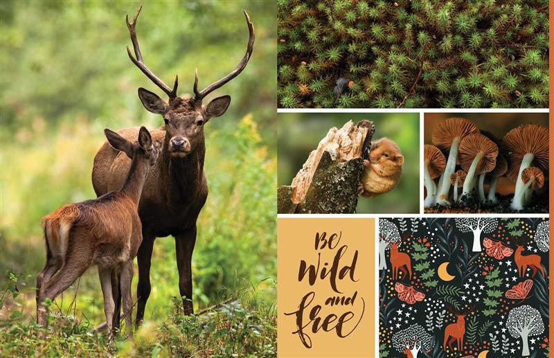 Cut &amp; Collage Woodland Creatures