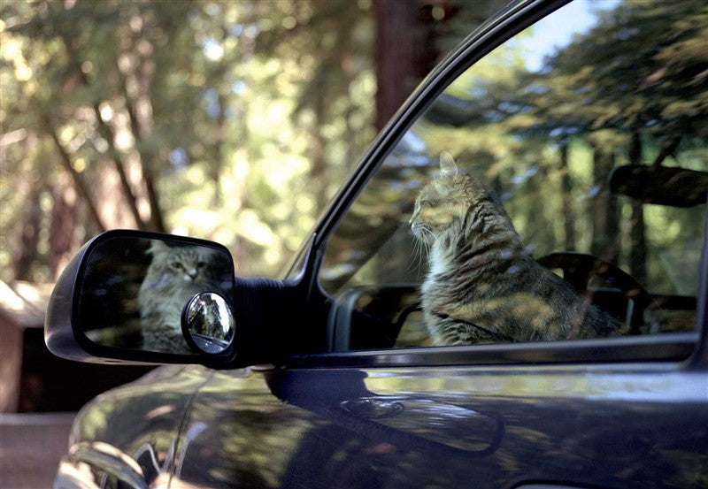 New Photography of the Cat.