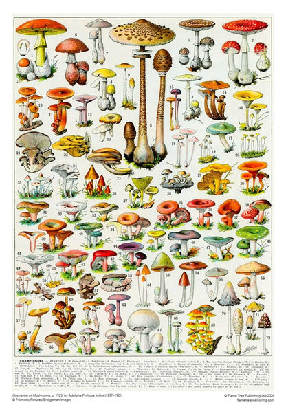 Adult Sustainable Jigsaw Puzzle Mushrooms &amp; Fungi by Adolphe Philippe Millot