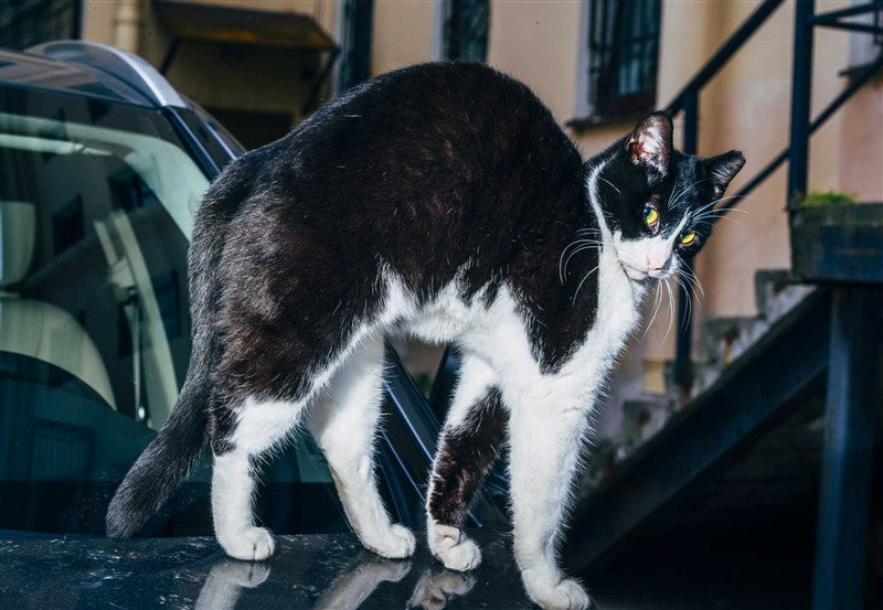 New Photography of the Cat.