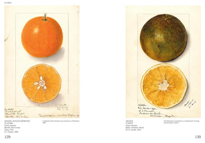 An Illustrated Catalog of American Fruits &amp; Nuts