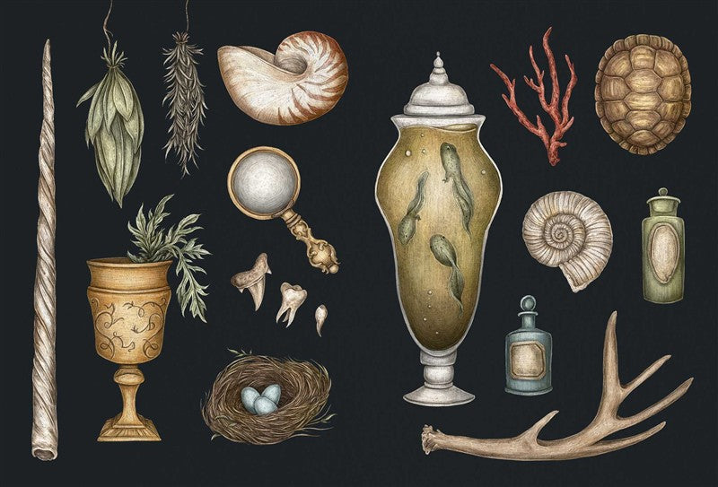 The Collector's Curio