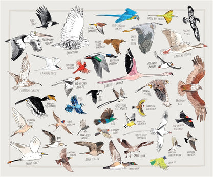 Bird Anatomy Posters