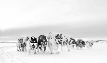 Echoes of the Pack