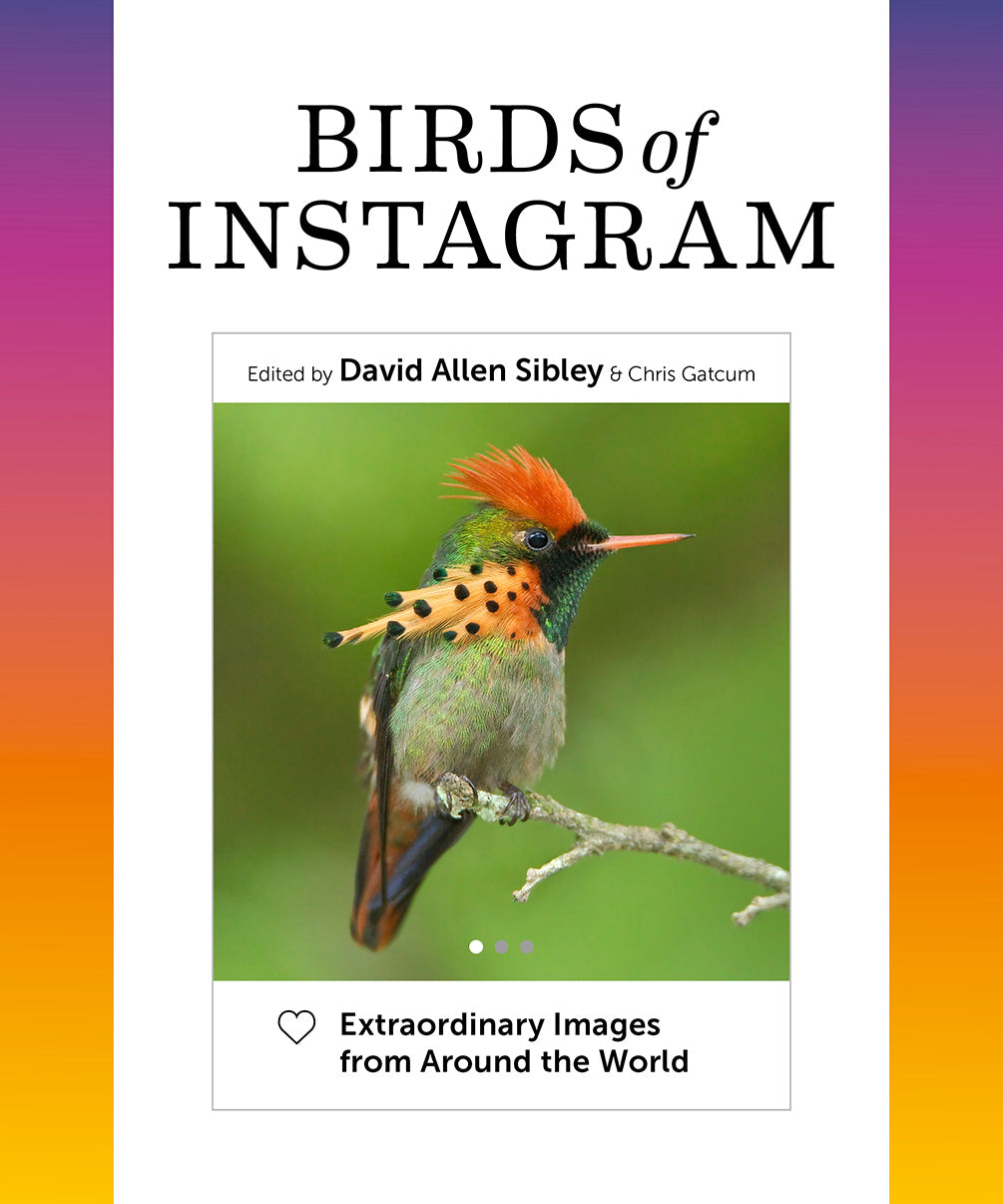 Les oiseaux d'Instagram