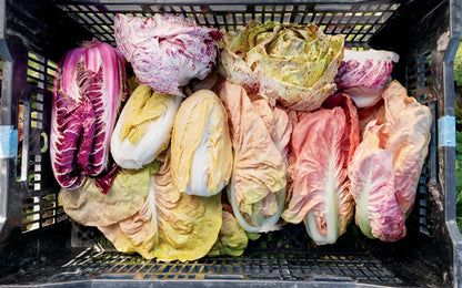 Radicchio