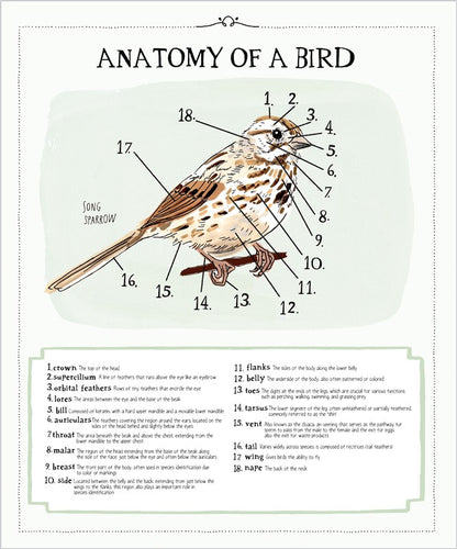 Bird Anatomy Posters
