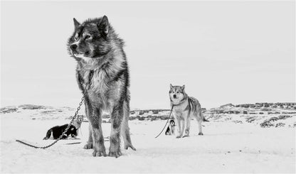 Echoes of the Pack