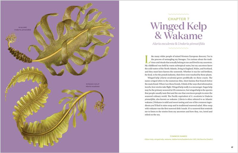 Edible &amp; Medicinal Seaweeds