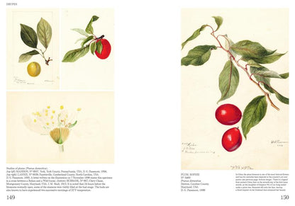 An Illustrated Catalog of American Fruits &amp; Nuts