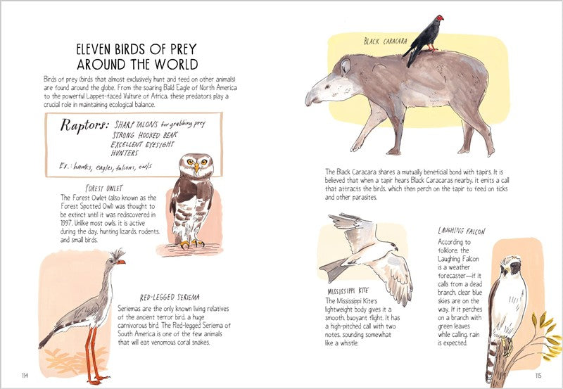 Bird Anatomy