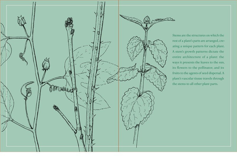 Botany for Herbalists