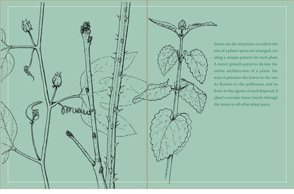 Botany for Herbalists