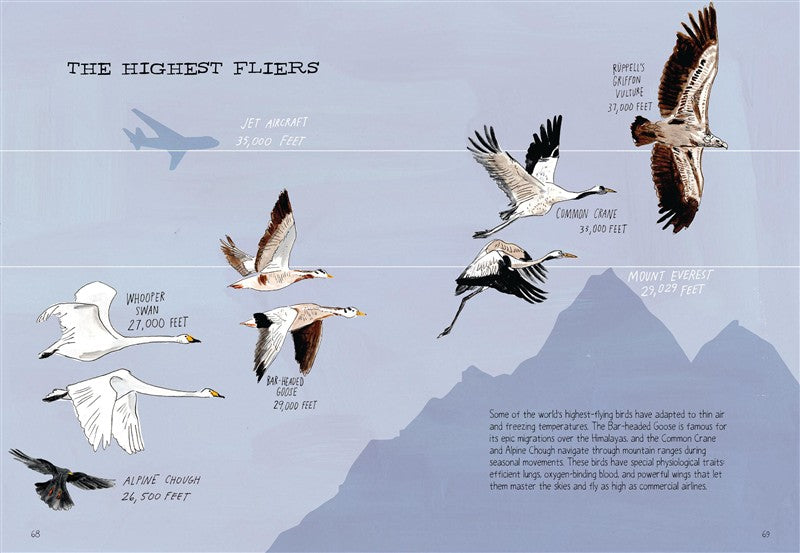 Bird Anatomy