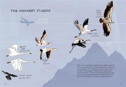 Bird Anatomy