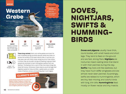 Birds of the Pacific Northwest For Kids