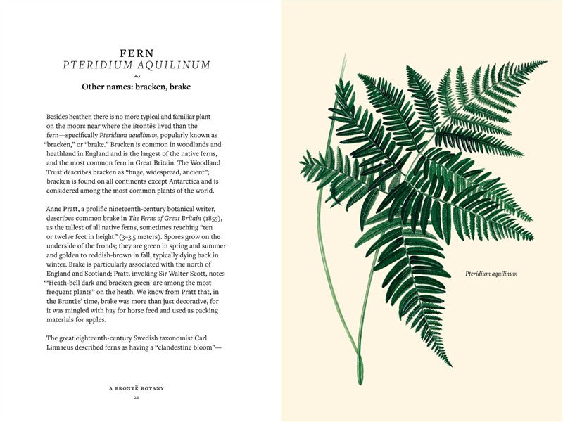 A Brontë   Botany