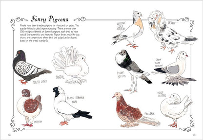Bird Anatomy