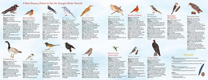 Sparrow Loves Birds