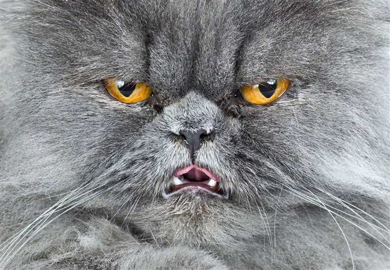 New Photography of the Cat.