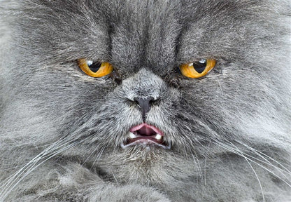 New Photography of the Cat.