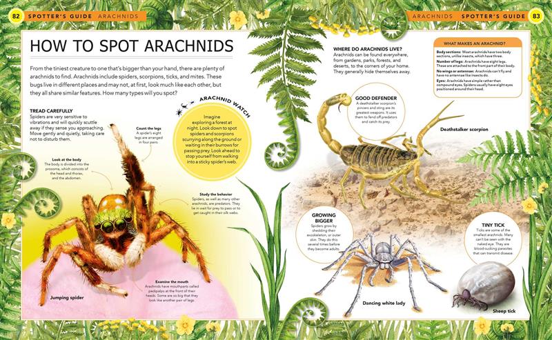 Bugs: A Spotter's Guide