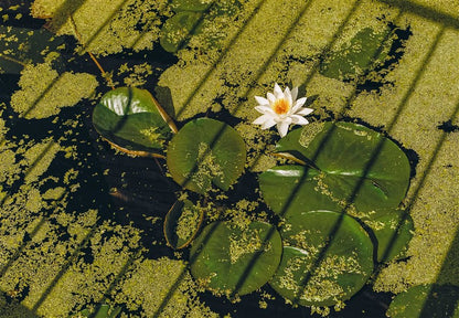 New Photography of the Flower.