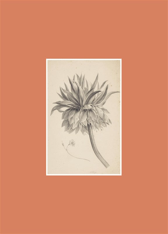 Book for Paper Lovers: World of Flowers