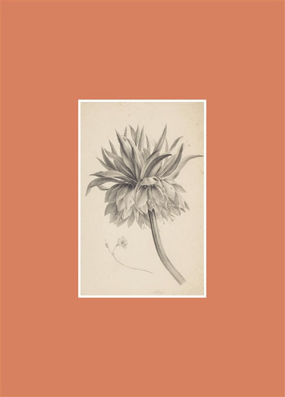 Book for Paper Lovers: World of Flowers